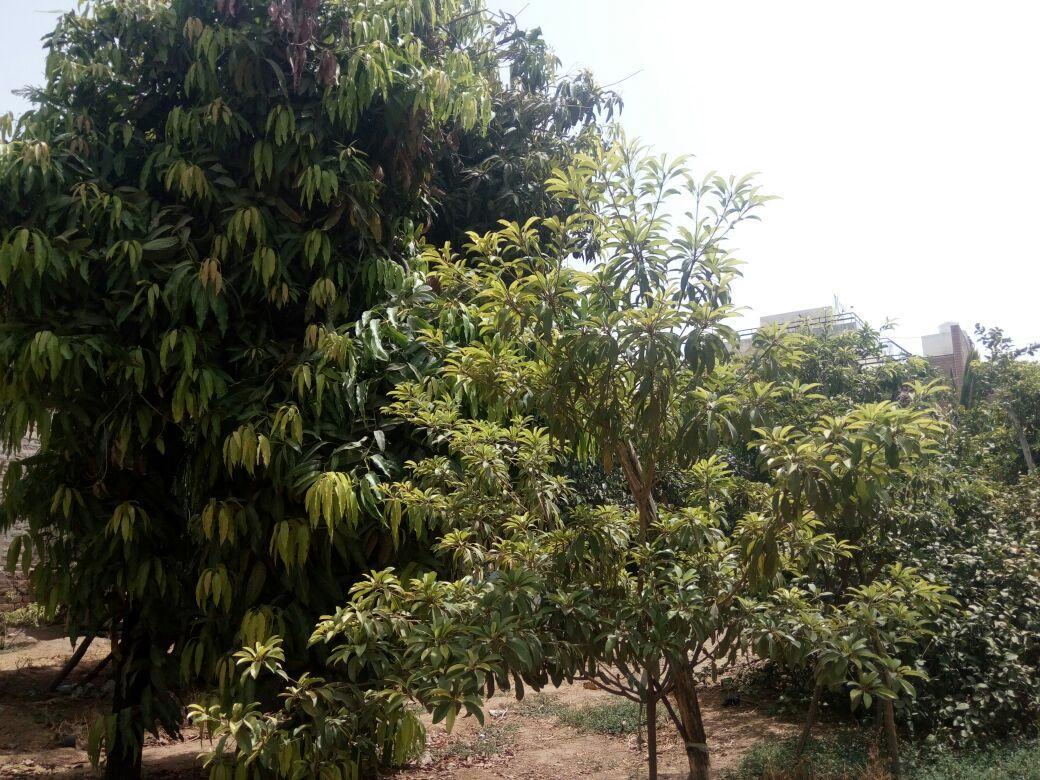 Nature Trail Camps & Homestay Jodhpur  Exterior foto